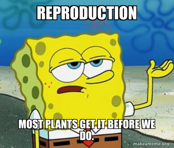 Spongebob Reproduction reproduction most plants get it before we do. - Tough SpongeBob Meme ...