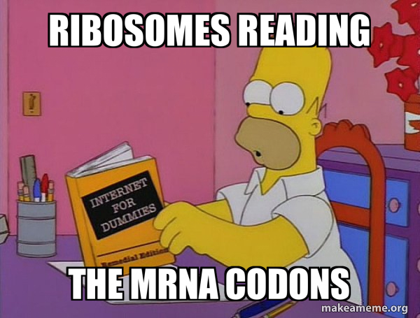ribosomes reading the mRNA codons - Internets Homer Meme Generator