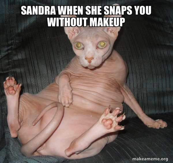 Hairless Cat meme