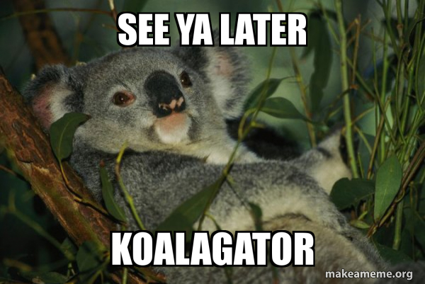 Laid Back Koala meme