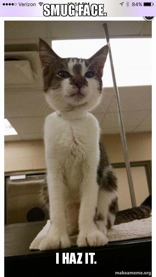 smug face i haz it gangsta cat make a meme