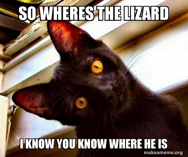 Overly Attached Cat meme