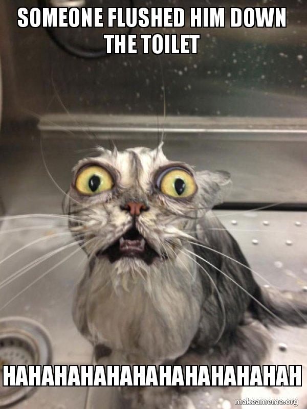 Someone Flushed Him Down The Toilet Hahahahahahahahahahahah Cat Bath Make A Meme