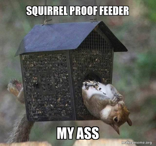 Squirrel Proof Feeder My Ass Make A Meme