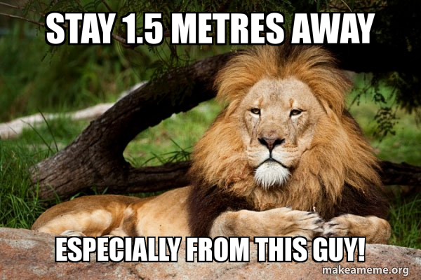 Contemplative Lion meme