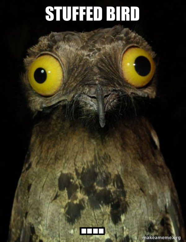 stuffed bird. Weird Stuff I do Potoo Make a Meme