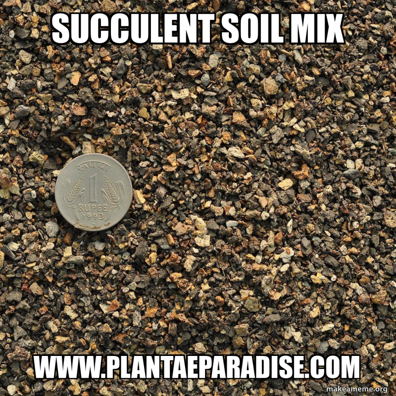 Succulent Soil Mix www.plantaeparadise.com - Succulent Soil Mix Meme ...