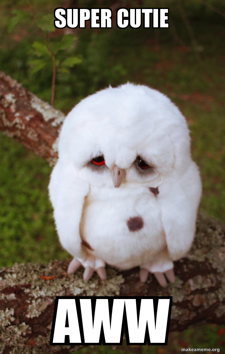 super cutie aww - Sad Owl Meme Generator, image size:726x1140