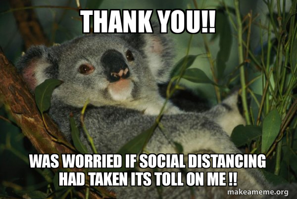 Laid Back Koala meme