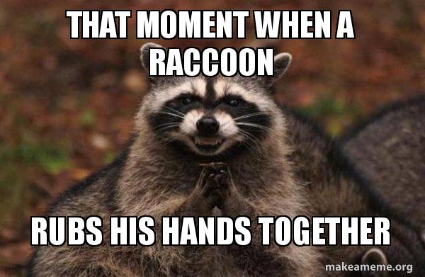 That Moment When A Raccoon Rubs His Hands Together Evil Plotting 
