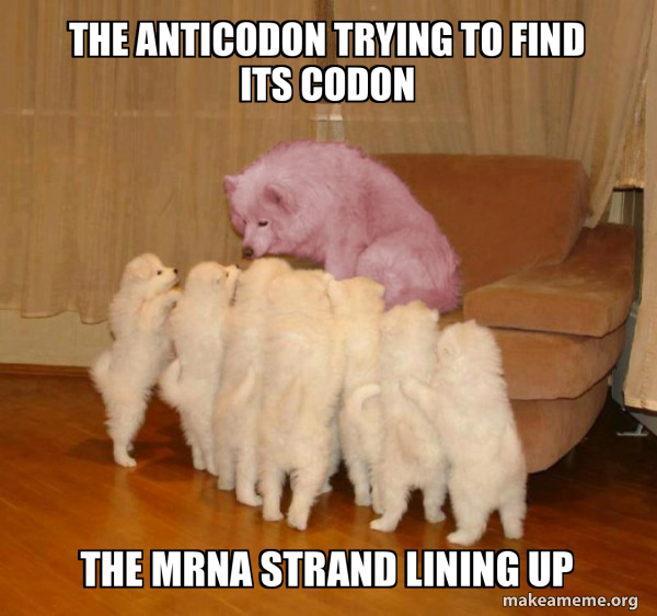 the anticodon trying to find its codon the mrna strand lining up ...
