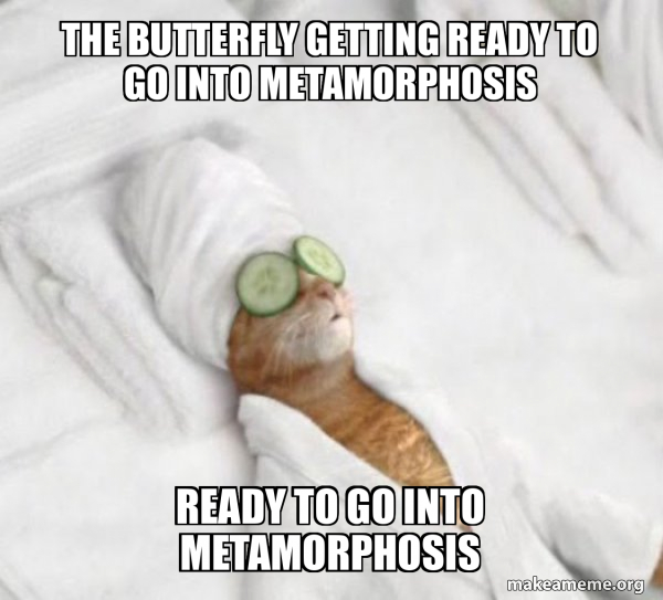 Pampered Cat Meme meme