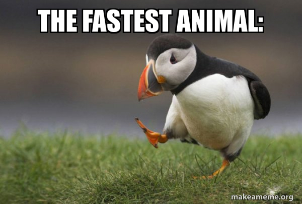 Unpopular Opinion Puffin meme