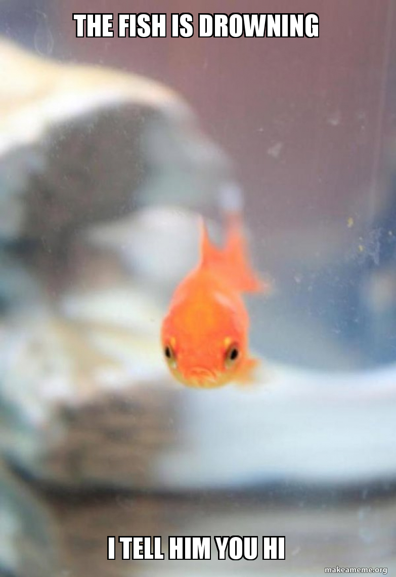 The fish is drowning I tell him you hi - Grumpy Fish Meme Generator