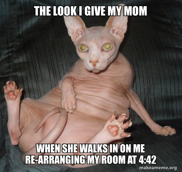 Hairless Cat meme