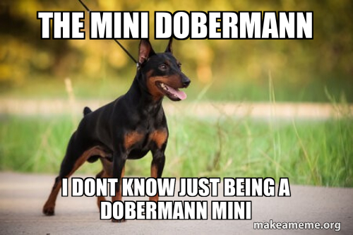 Mini Mini Meme the mini dobermann i dont know just being a Dobermann Mini Meme Generator