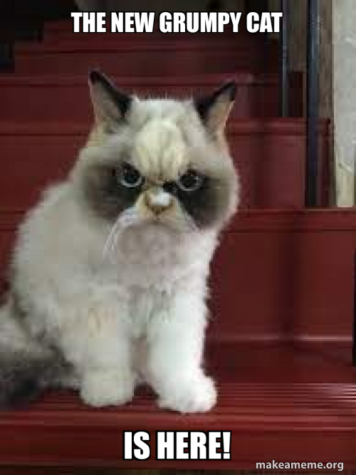 the new grumpy cat is here! Meme Generator