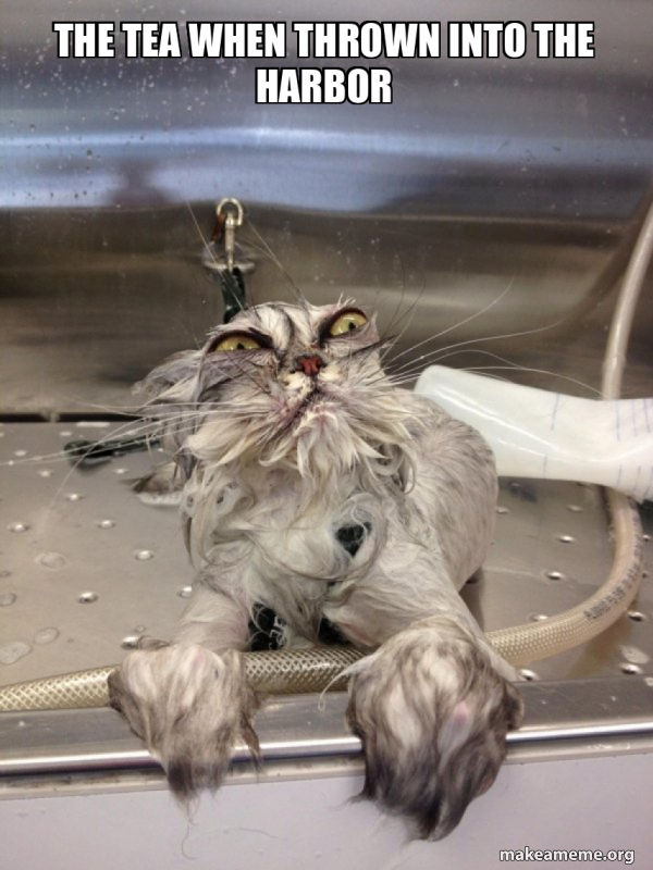 Cat Bath Returns meme