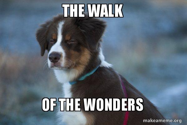 The Walk Of The Wonders Unsure Dog Make A Meme