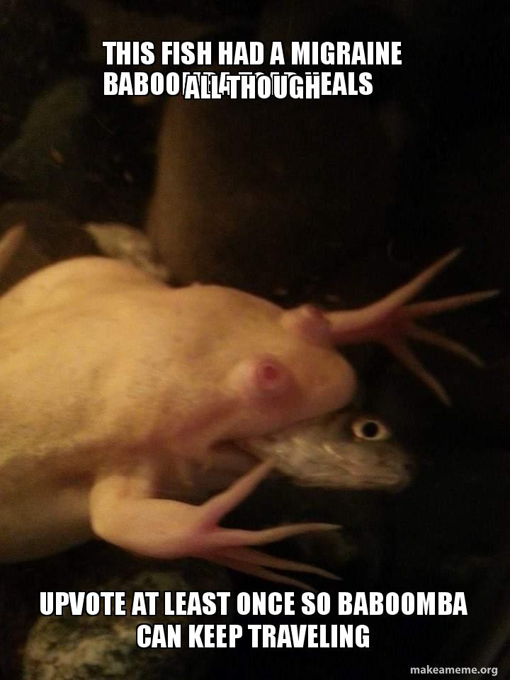 this fish had a migraine baboomba toad heals all though upvote at