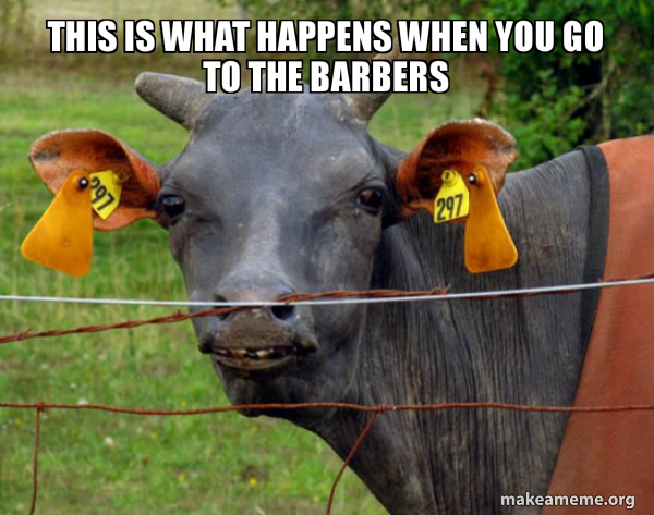 Hairless Cow meme