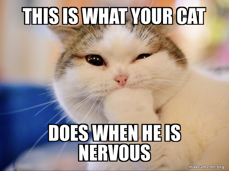 This is what youR cat Does When he is nervous Meme Generator