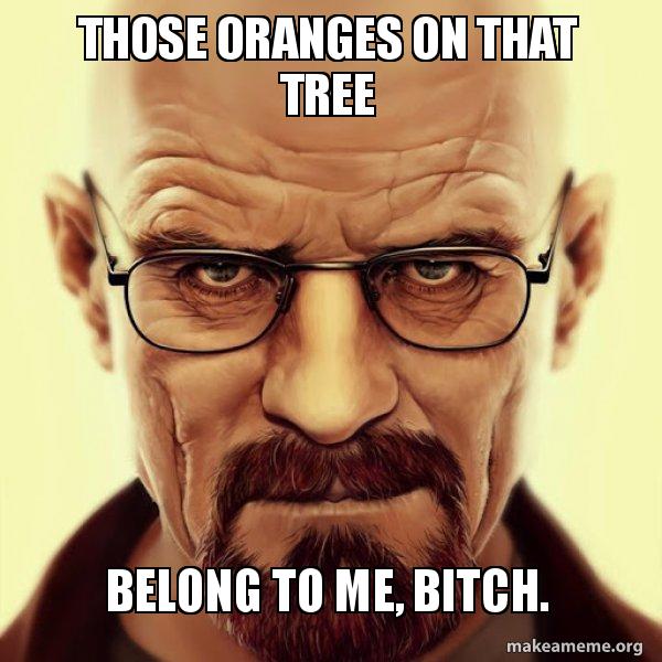 Those oranges on that tree Belong to me, bitch. Walter White Breaking