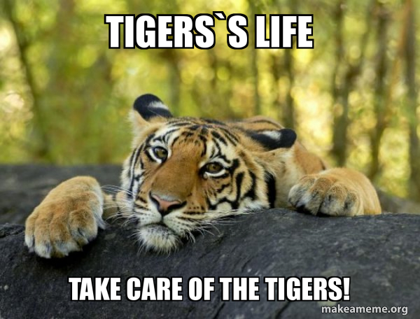 Confession Tiger meme