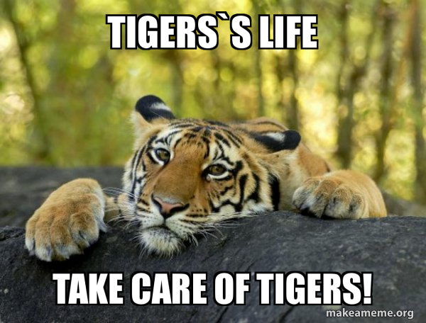 Confession Tiger meme