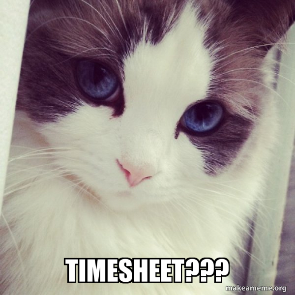 Timesheet??? Ridiculously Photogenic Cat Meme Generator