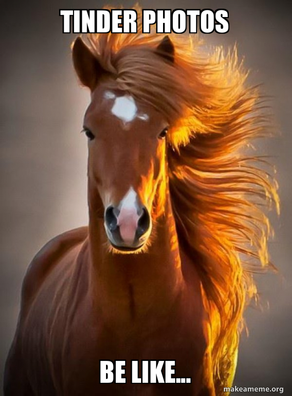 Ridiculously photogenic horse meme