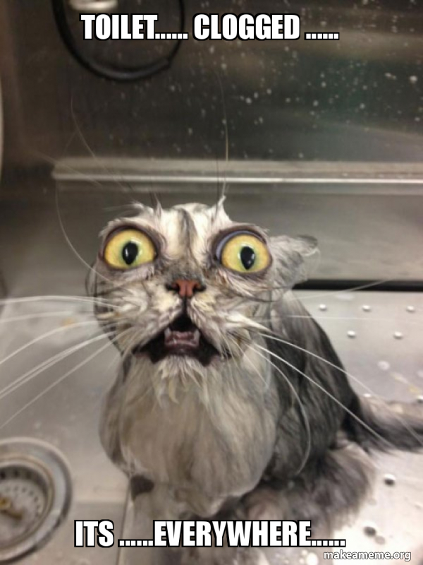 toilet...... clogged... its...everywhere...... Cat bath Meme