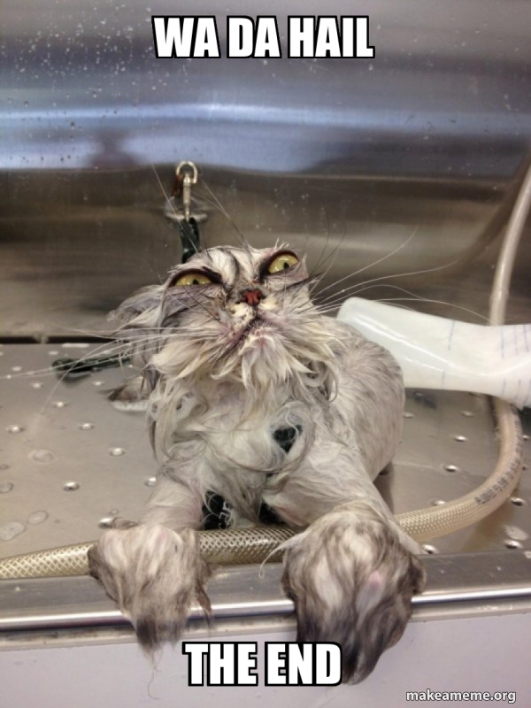 Cat Bath Returns meme