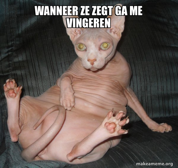 Hairless Cat meme