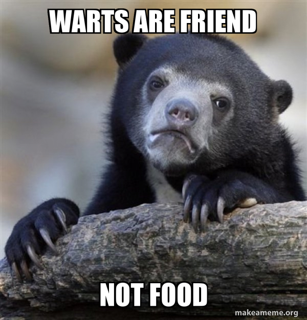 Confession Bear meme