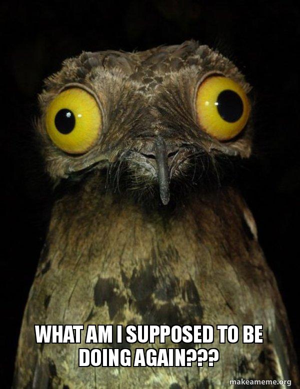 What am I supposed to be doing again??? - Weird Stuff I do Potoo Meme ...
