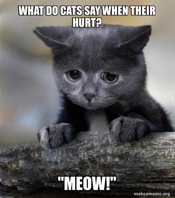 Confession Cat meme