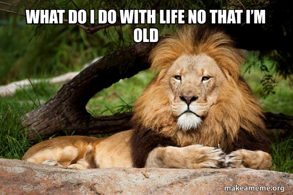 Contemplative Lion meme