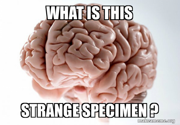 Scumbag Brain meme