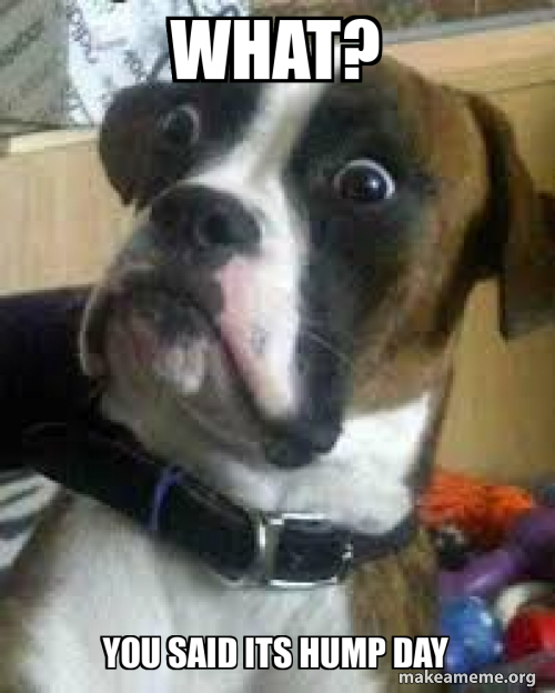 What? You said its hump day Meme Generator