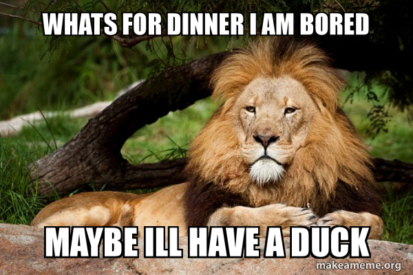 Contemplative Lion meme