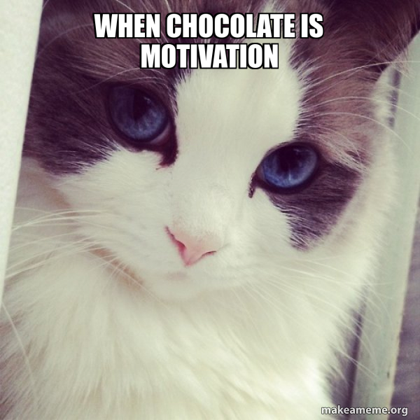 Ridiculously Photogenic Cat meme