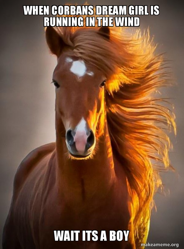 Ridiculously photogenic horse meme