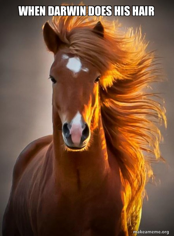 Ridiculously photogenic horse meme