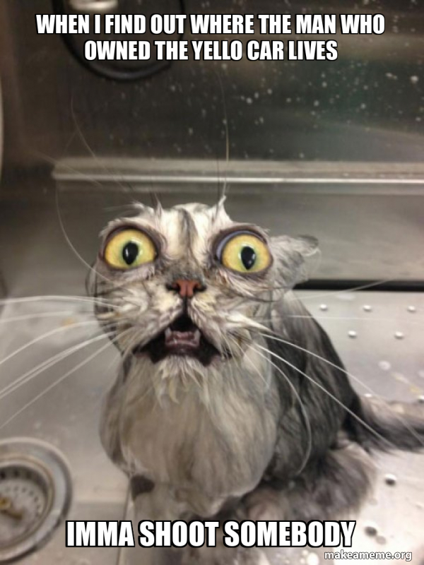 Cat bath meme