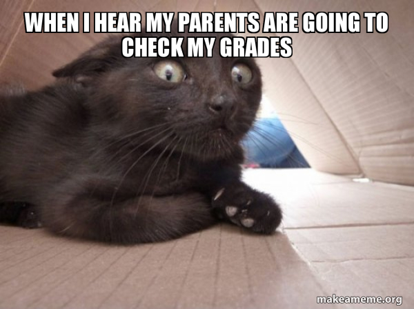 Schitzo Cat meme