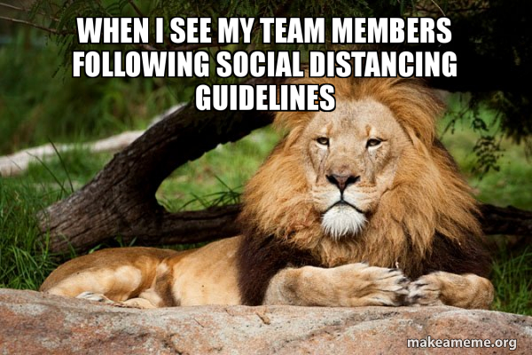 Contemplative Lion meme