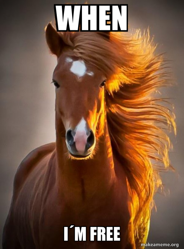 Ridiculously photogenic horse meme