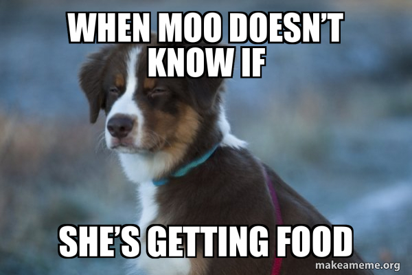 Unsure Dog meme