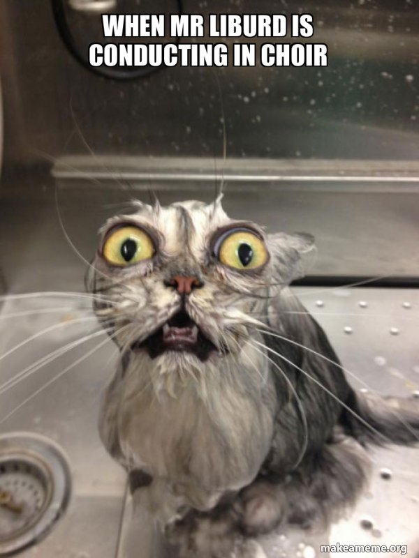 Cat bath meme